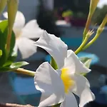 Rosa Cilento בית נופש *
