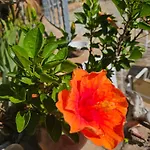 Rosa Cilento *