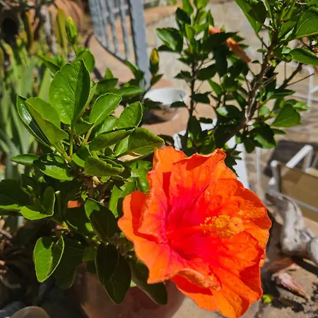 Rosa Cilento *
