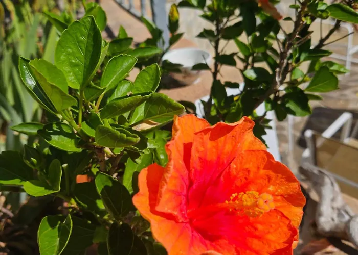Rosa Cilento *